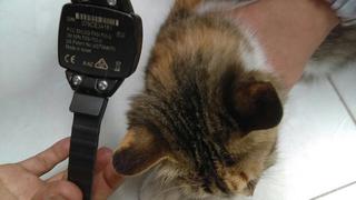 ​Mujer es detenida al quitarse brazalete electrónico y ponérselo a su gato