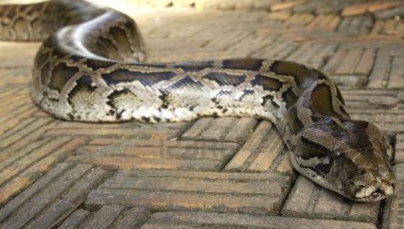 Capturan 68 pitones birmanas en extraño concurso de caza de serpientes 