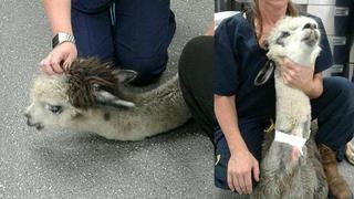 ​Alpaca, que era atracción en veterinaria, muere tras ingerir comida "chatarra"