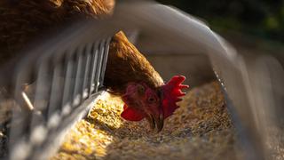 Gripe aviar en Perú: cómo se contagia a los humanos y cuáles son los síntomas