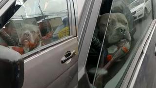 Perrito se echa en lugar prohibido y es intervenido por los fiscalizadores municipales