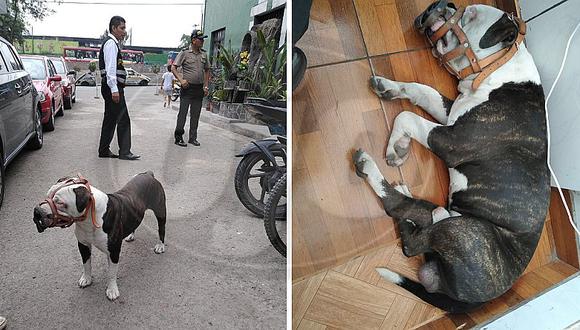Perrito perdido es acogido por policías en comisaría del Rímac (FOTOS)