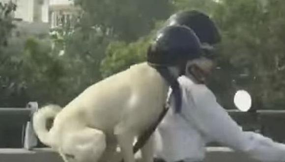 Un perro con casco acompaña a su amo en motocicleta [VIDEO]