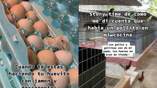 Queda impactada tras comprar caja de huevos y encontrar pollito vivo