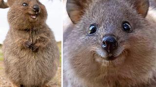 Quokka es conocido como el animal más feliz del mundo porque sonríe en todo momento