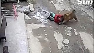 El impactante video de un mono intentando secuestrar a una niña de tres años que jugaba en la calle