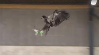 La Policía entrena a águilas para abatir a drones "hostiles" 