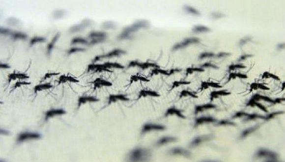 Sueltan millones de mosquitos con bacteria contra dengue, zika y chikungunya