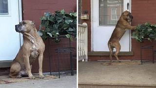 Perro toca la puerta de su casa durante semanas, sus amos lo abandonaron, pero el final es feliz