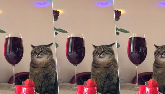 Este gato "amargado", que es ruso, en sensación en las redes sociales.