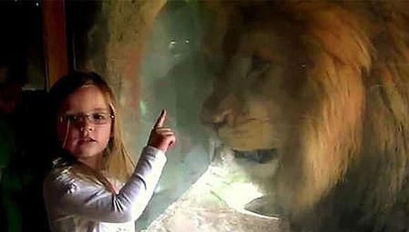 YouTube: Lo que ocurrió a esta niña por dar un beso a un león [VIDEO]