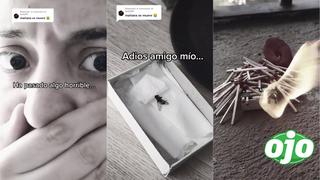 Joven descubre a su mosca mascota sin vida y la despide con funeral vikingo: “Moscardo, descansa en paz”