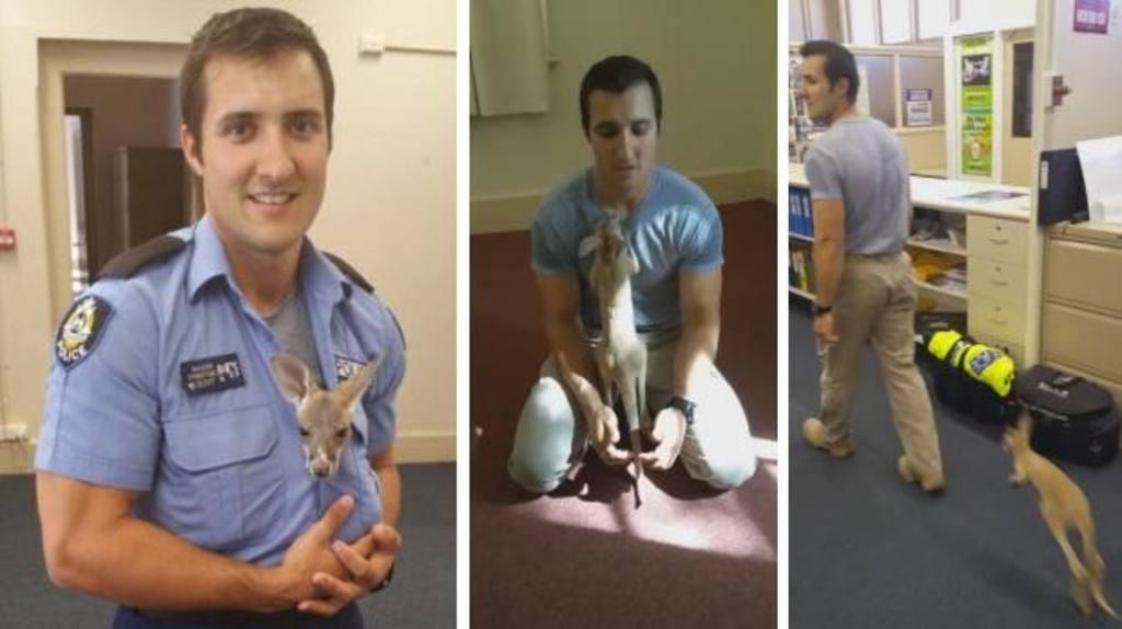 Facebook: Policía cree ser el padre de un canguro [VIDEO] 