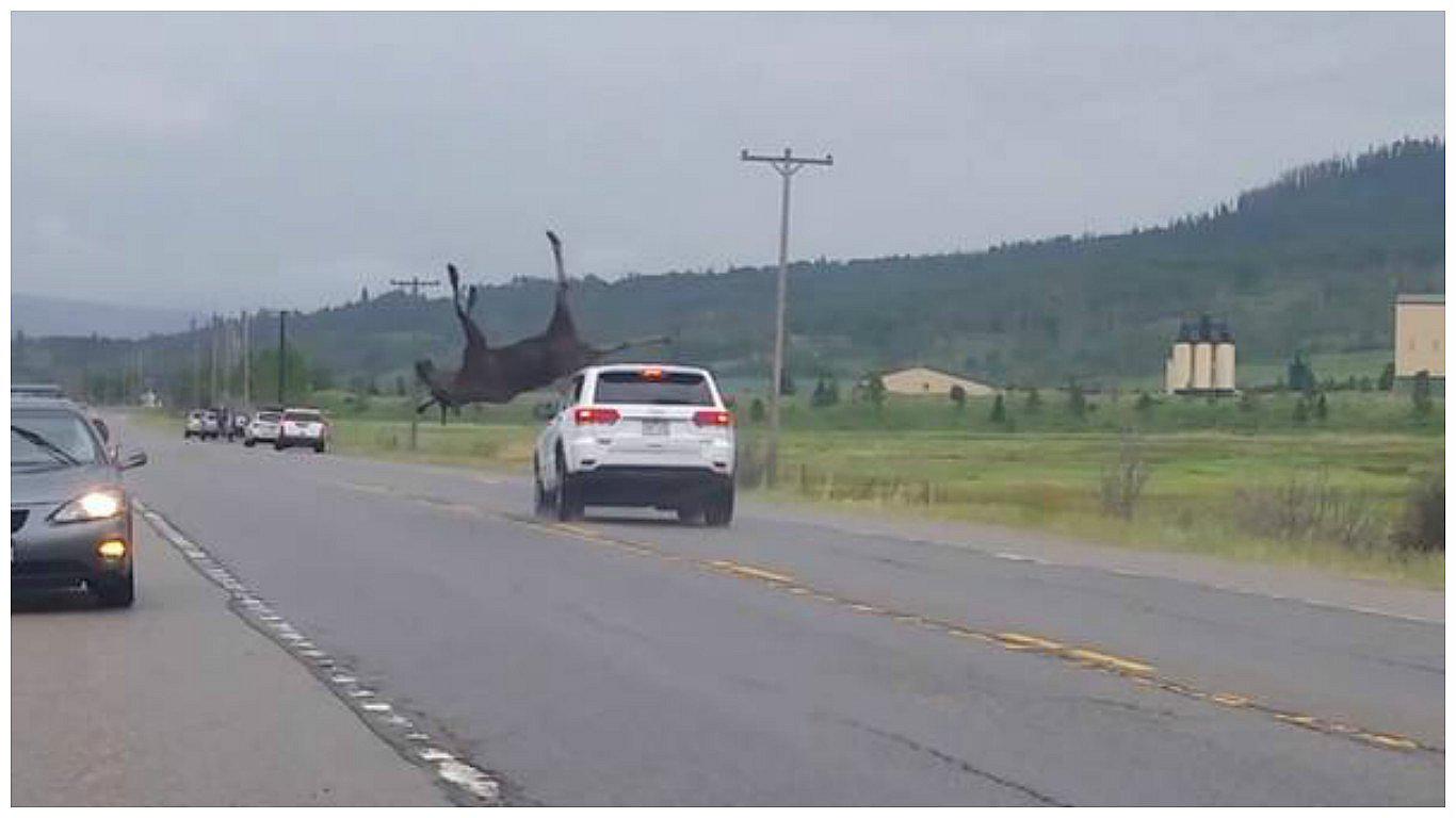 ​YouTube: Chofer embiste a alce y este sale volando en la carretera [VIDEO]
