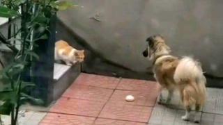 Perro le invita un bollo de cerdo a un gato sin hogar para que aplaque su hambre 