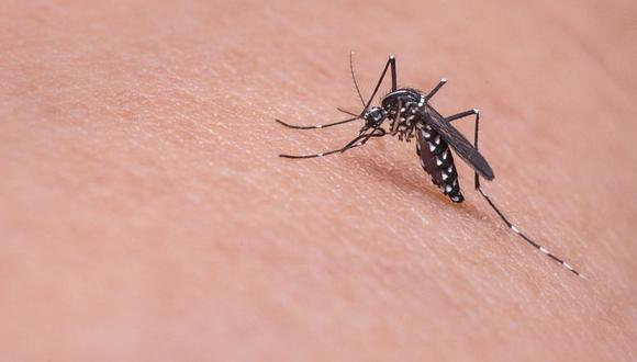 Florida: virus mortal trasmitido por picadura de mosquitos alerta a los ciudadanos