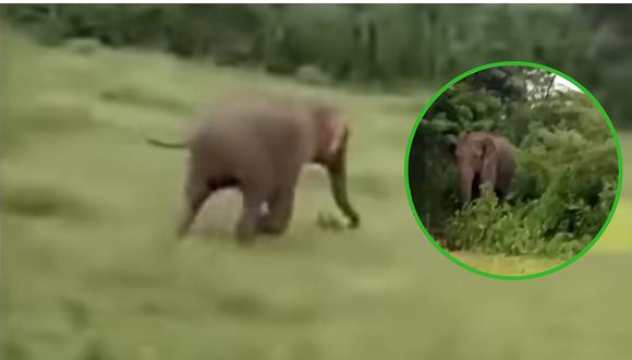 El terrible momento en que un elefante salvaje mata a un niño (VIDEO)