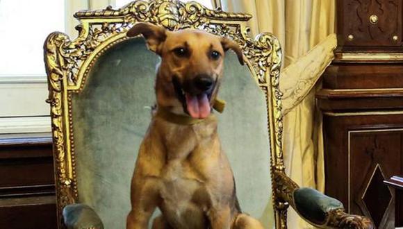 Mauricio Macri: Su perro se sienta en sillón presidencial y se vuelve una celebridad 