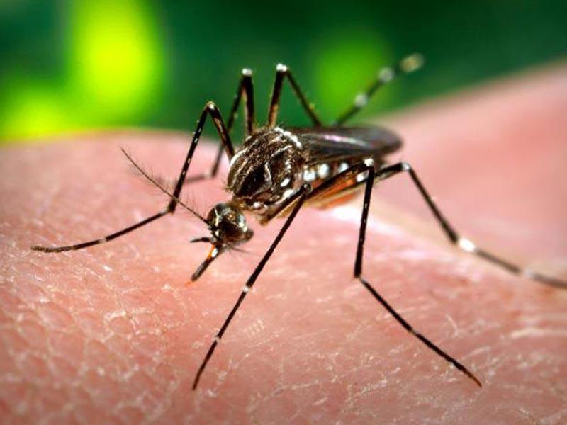 Sepa cómo reconocer los síntomas del dengue  
