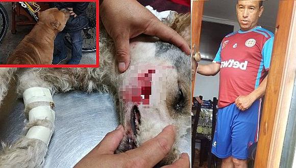 Perrito fue atacado brutalmente por pitbull y dueño no quiere hacerse cargo 