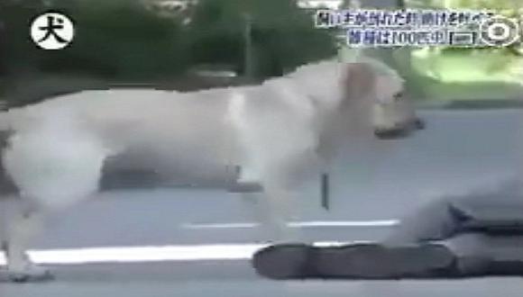 Facebook: Perrito se comporta como un héroe al ver a su dueño en el piso [VIDEO]