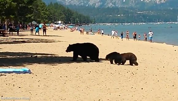 YouTube: Familia de osos asombra con visita a playa llena de personas [VIDEO]