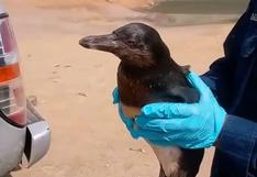 Derrame de petróleo: reportan que animales afectados llegan hasta las playas de Barranca | VIDEO