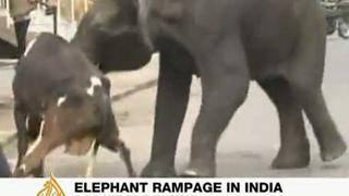 Elefantes salvajes desatan pánico en la India 