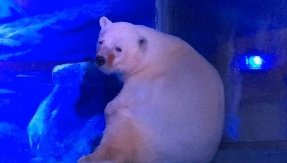 ¿Ya conoces al oso polar más triste del mundo? Hoy fue trasladado a... (VIDEO)