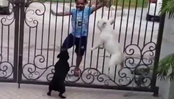 Un video viral tiene como protagonistas a un niño y dos perros que realizan una coreografía muy peculiar. | Crédito: @VineshKataria / Twitter.