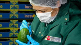 Cusco exporta más de 200 toneladas de palta Hass a Países Bajos en medio de la pandemia