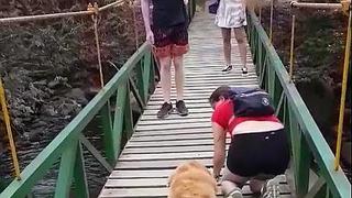 Perrito tiene pánico de cruzar puente y actitud de su dueña conmueve las redes sociales (VIDEO) 