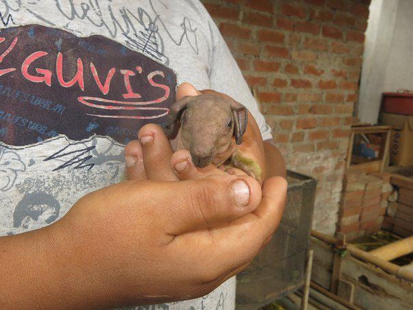 Lambayeque: Nace 'cuy-rata' y causa pánico entre la población 
