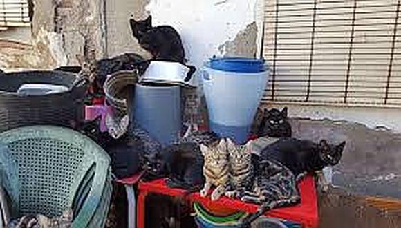 ​Rescatan 101 gatos hacinados en una casa de 37 metros cuadrados