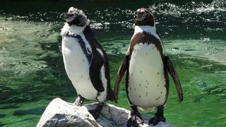 Dos pingüinos “viudos” se dan ánimos en una escena nunca antes vista