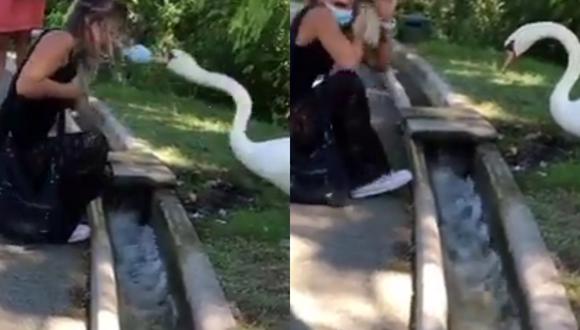 Un video viral muestra el curioso encuentro entre un cisne y una mujer con una mascarilla mal puesta sobre su mentón. | Crédito: Jukin Media / Facebook.