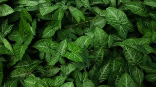 Remedios caseros para limpiar las hojas de las plantas de interior