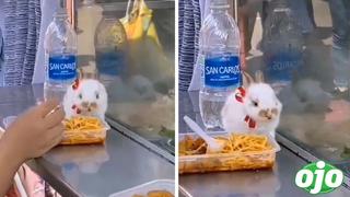 Mujer que almuerza con su conejo en la calle se vuelve viral