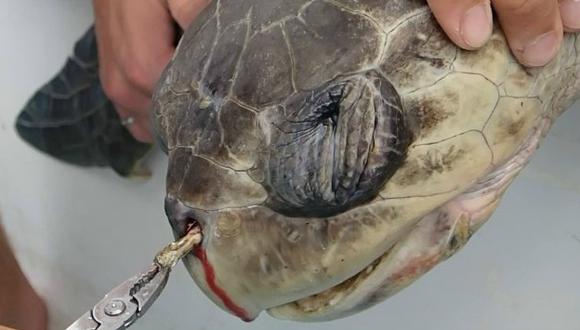 ​Youtube: Le sacan una cañita de 12 cm de las fosas nasales a una tortuga