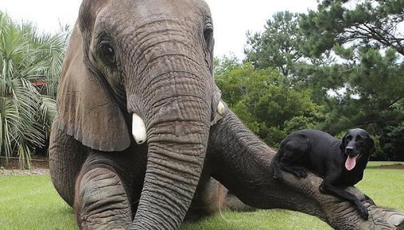 La inseparable amistad entre un elefante y una perra [VIDEO] 