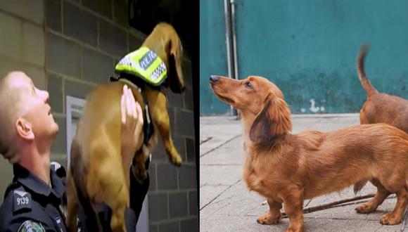 La policía de Australia preparó un vídeo para anunciar los nuevos refuerzos de su unidad canina. (Foto: Difusión)
