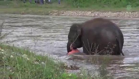 YouTube: Elefante se lanza a un lago para salvar a su cuidador [VIDEO]    