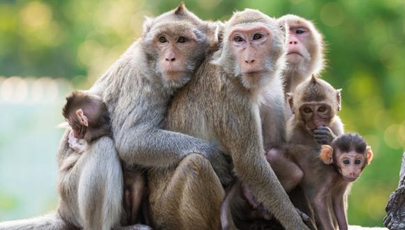 Maltratan a monos transgénicos para “avanzar” en el tratamiento del autismo 