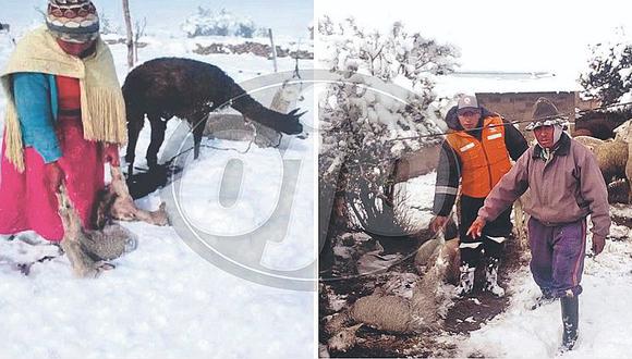 Frío mata a animales y nieve cierra vías al sur del Perú (FOTOS)