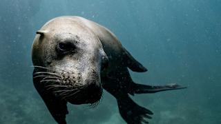 Miles quedan enternecidos al ver cómo una foca rescatada es bañada por sus cuidadores