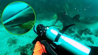 Buceador arriesga su vida para salvar a temible tiburón (VIDEO)