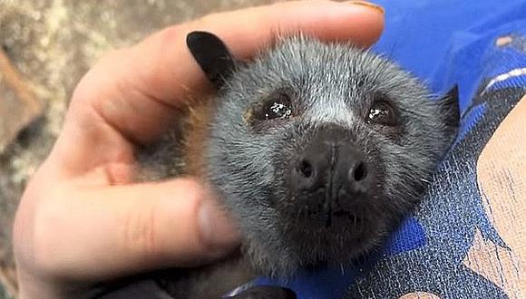 YouTube: Murciélago queda huérfano y así reacciona cuando es acariciado [VIDEO]
