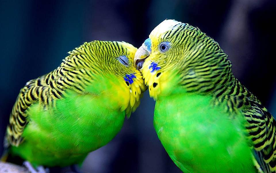 Aves, símbolo de amor verdadero, también son infieles y tramposas 