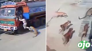 Jauría de perros salva a un hombre de morir en las garras de un guepardo