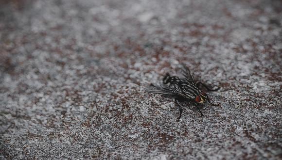 Cómo eliminar las moscas en verano sin usar productos químicos. (Foto: Pexels)